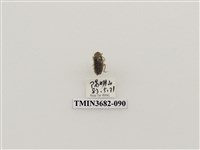 藏品(鞘翅目(2))的圖片